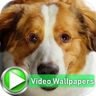 Dog Slowmotion Video Wallpapers icône