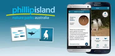 Pingüinos, Phillip Island