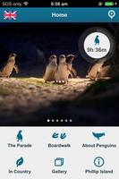 Penguin Parade Phillip Island-poster