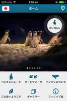 ペンギンパレードフィリップ島 ポスター