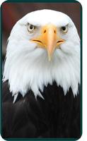 Eagles Wallpaper Cartaz