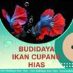 Budidaya Ikan Cupang Hias