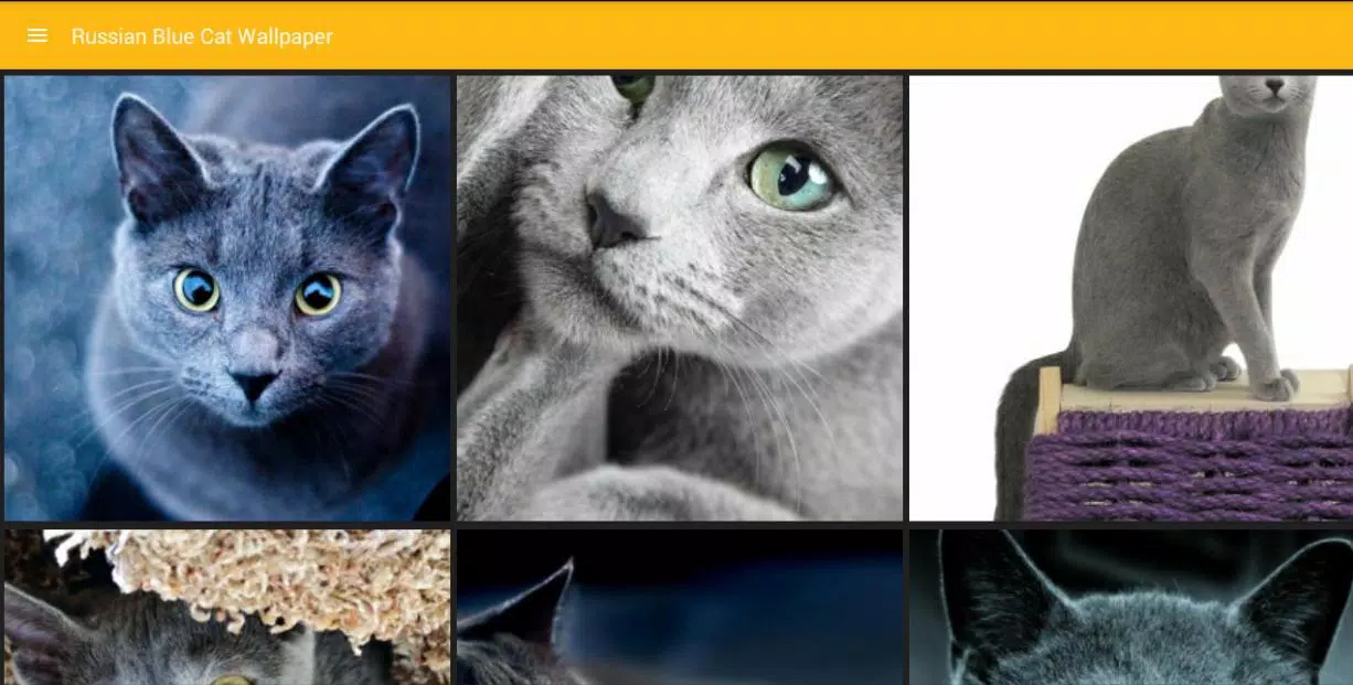 Android向けのロシアの青い猫壁紙 Apkをダウンロードしましょう