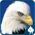 Bird Jigsaw Puzzles