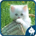 Cats Jigsaw Puzzles