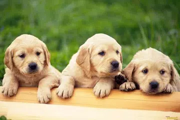 Baixar Cães Jigsaw Puzzle XAPK