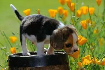 Baixar Cães Jigsaw Puzzle XAPK