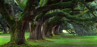 Quebra-cabeça floresta