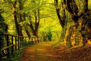 Forest Jigsaw Puzzles 截图 1