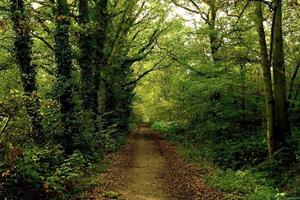 Forest Jigsaw Puzzles screenshot 2