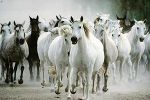 Horses Jigsaw Puzzles bài đăng