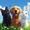 Pet World: Mein Tierheim APK