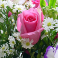 Nice Flower