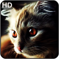 Cat Wallpaper