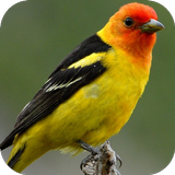 Animal Sounds icon
