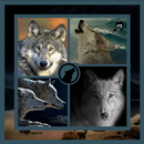 Sonneries loup, gratuite loups hurlent pour mobile APK