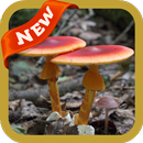 Toadstool Wallpaper APK