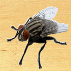 insectos por aplastamiento icono