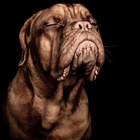 Fonds d'écran de chien icône
