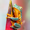 Fondos de pantalla de ranas