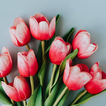 Tulpen Achtergronden