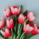 Tulips Wallpapers APK
