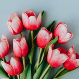 Tulips Wallpapers أيقونة