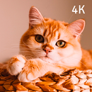 Beautiful Cats Wallpapers 4K APK