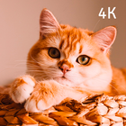 Beautiful Cats Wallpapers 4K ícone