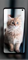 Beautiful Cats Wallpapers 4K تصوير الشاشة 3