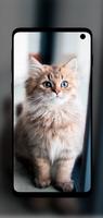 Beautiful Cats Wallpapers 4K screenshot 3