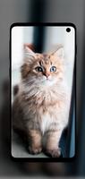 Beautiful Cats Wallpapers 4K imagem de tela 3