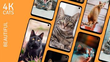 Beautiful Cats Wallpapers 4K Cartaz