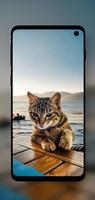 Beautiful Cats Wallpapers 4K تصوير الشاشة 1
