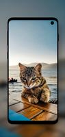Beautiful Cats Wallpapers 4K imagem de tela 1