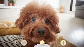 Dog Camera by Tomofun ภาพหน้าจอ 1