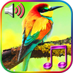 Birds Sound Ringtones simgesi