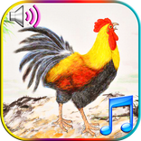 Nada Dering Bangun Lucu