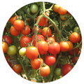 Tomato Cultivation IIHR
