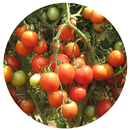 Tomato Cultivation IIHR APK