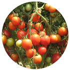 Tomato Cultivation أيقونة