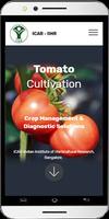 Tomato Cultivation Affiche