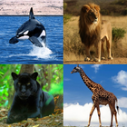 Guess The Animal-icoon