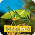 Suara Belalang Kecek Lovebird