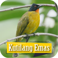 Suara Pikat Kutilang Emas