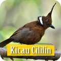Masteran Kicau Cililin