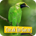 Suara Cucak Ijo Gacor Ngentrok