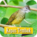 Masteran Burung Kapas Tembak