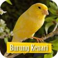 Masteran Burung Kenari Isian