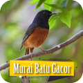 Masteran Burung Murai Batu